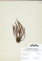 藏品(廣葉書帶蕨)的圖片